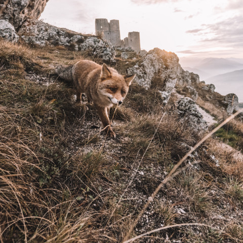 Wein aus den Abruzzen